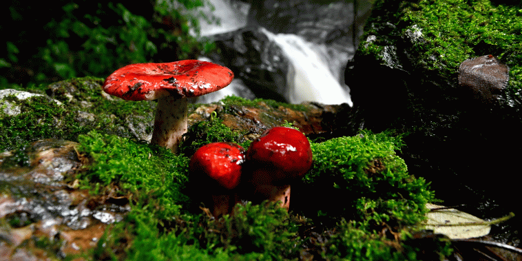 China’s Mushroom Foraging Craze Is Wrecking Its Forests