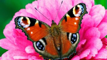 Umwelt: Bisher gutes Jahr für Schmetterlinge in Hessen