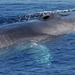 Nel Canyon di Caprera il “regno” della biodiversità e rifugio dei cetacei