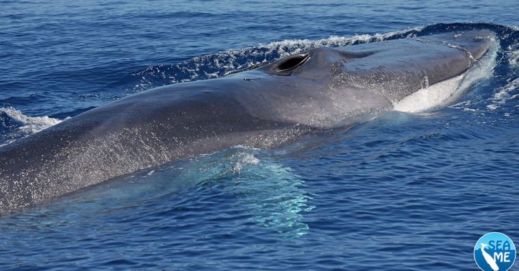 Nel Canyon di Caprera il “regno” della biodiversità e rifugio dei cetacei