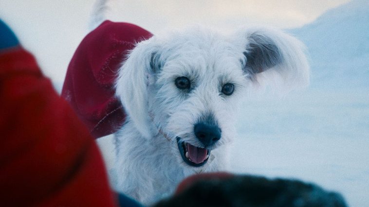 Krypto’s Star Turn in Superman Sparks Surge in ‘Adopt a Dog Near Me’ Google Searches — and James Gunn Sounds Delighted