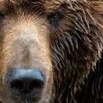 NCSC exposes Fancy Bear’s Authentic Antics malware attacks