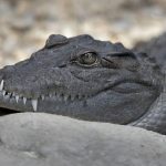 Crocodile spotted on Narhari Bridge Road in Vadodara, video goes viral