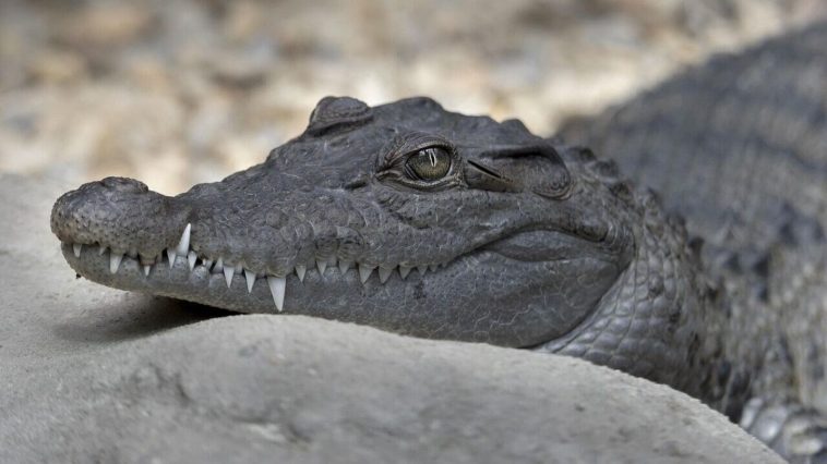 Crocodile spotted on Narhari Bridge Road in Vadodara, video goes viral