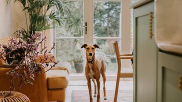 Nordstrom Anniversary Sale 2025 Luxury Home & Kitchen Deals