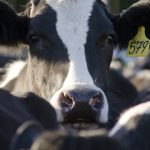 Farmers ‘going hell for leather’ to take advantage of high prices