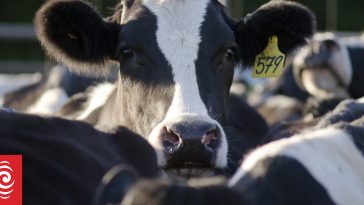 Farmers ‘going hell for leather’ to take advantage of high prices