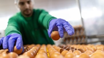 Huevos Guillén acelera su transformación estandarizando sus procesos y mejorando su capacidad de gestión  