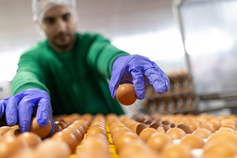 Huevos Guillén acelera su transformación estandarizando sus procesos y mejorando su capacidad de gestión