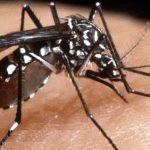 Virus Chikungunya in Italia, Oms lancia l’allarme sul “rischio globale”