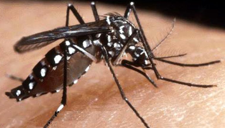 Virus Chikungunya in Italia, Oms lancia l’allarme sul “rischio globale”