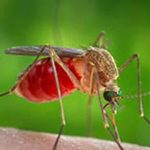 Seconda vittima del West Nile nel Lazio, muore un uomo di 77 anni