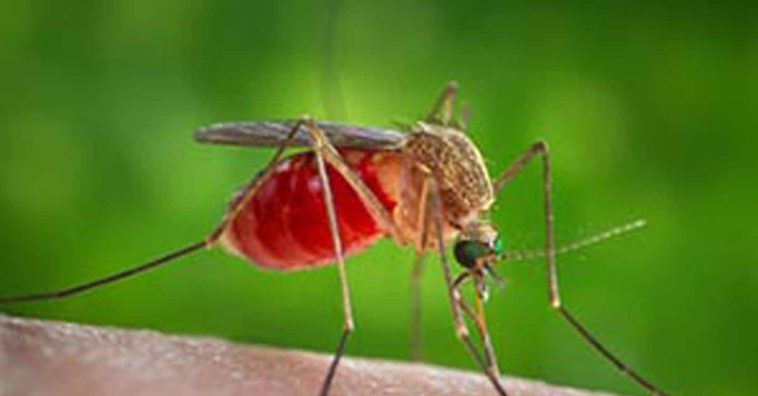 Seconda vittima del West Nile nel Lazio, muore un uomo di 77 anni