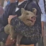 Fuerte polémica por el regreso del “chancho enjabonado” en una fiesta popular de Santa Fe