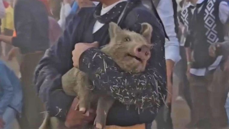 Fuerte polémica por el regreso del “chancho enjabonado” en una fiesta popular de Santa Fe