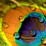 Peacock Feathers Are Stunning. They Can Also Emit Laser Beams
