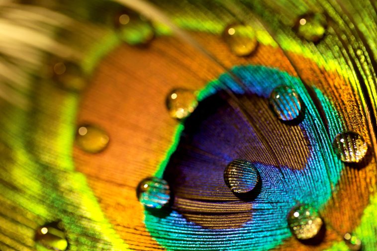 Peacock Feathers Are Stunning. They Can Also Emit Laser Beams