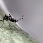Major Mosquito-Borne Viral Outbreak Hits Southern China