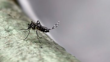 Major Mosquito-Borne Viral Outbreak Hits Southern China