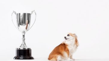 The Success-Then-Happiness Fallacy