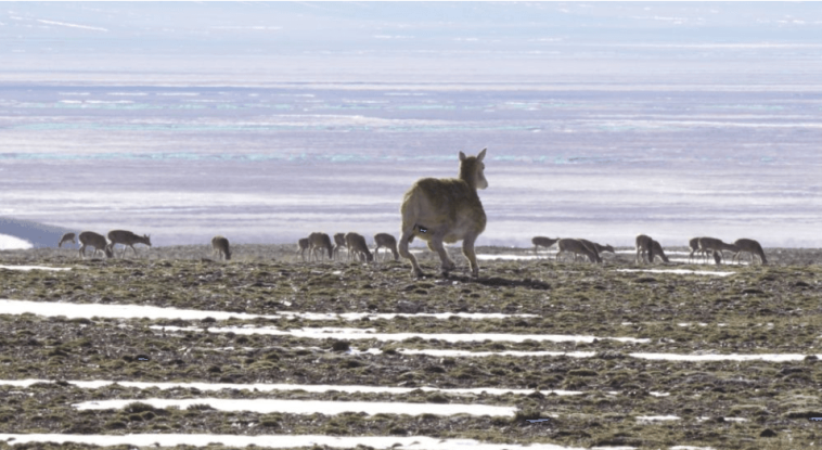 “Robot Tibetan Antelope” Ventures Deep into Hoh Xil: Zero-Distance Guardianship of Herd Migration