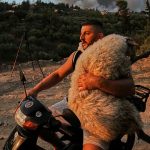 Animals carried to safety as wildfires sweep Greece