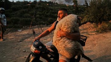 Animals carried to safety as wildfires sweep Greece