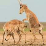 Here Are the Winners of the 2025 Wildlife Photos of the Year Contest