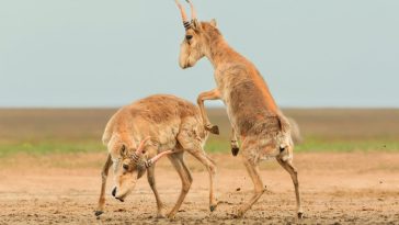Here Are the Winners of the 2025 Wildlife Photos of the Year Contest