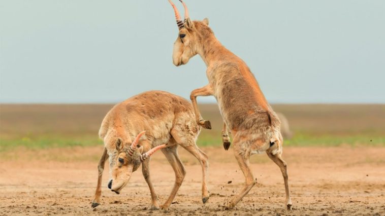 Here Are the Winners of the 2025 Wildlife Photos of the Year Contest