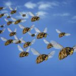 Codeberg beset by AI bots that now bypass Anubis tarpit