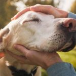 Las personas que acarician a perros por la calle sea cual sea la raza tienen estas características, según la psicología