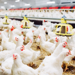 ‎Makkah Municipality launches poultry project in Al-Qunfudhah