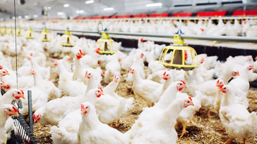 ‎Makkah Municipality launches poultry project in Al-Qunfudhah