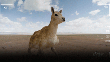 China’s Latest Conservation Weapon Is a Robot Antelope