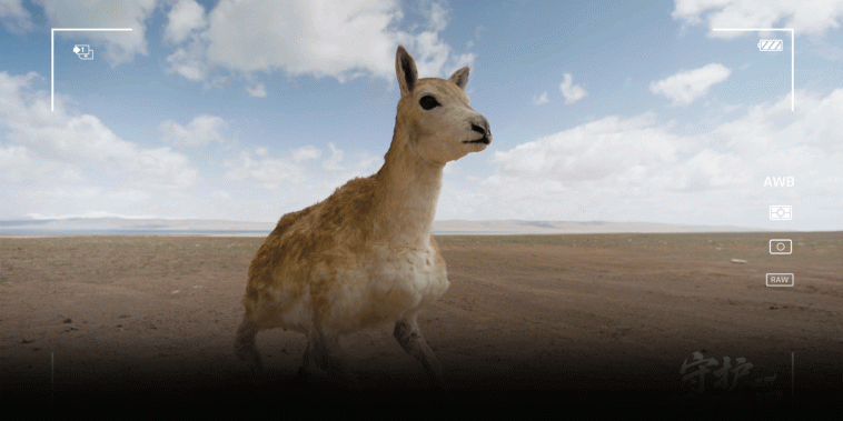 China’s Latest Conservation Weapon Is a Robot Antelope