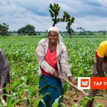 Africa’s agricultural future depends on moving food, not just growing it