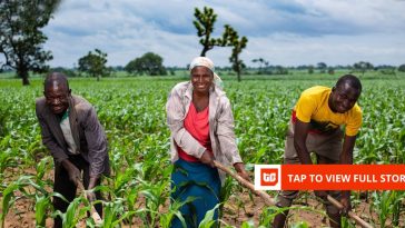 Africa’s agricultural future depends on moving food, not just growing it