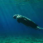 The Dugong, Mammal of Mermaid Lore, Returns to China’s Waters