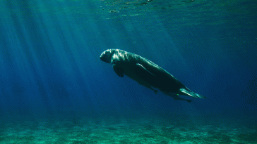 The Dugong, Mammal of Mermaid Lore, Returns to China’s Waters