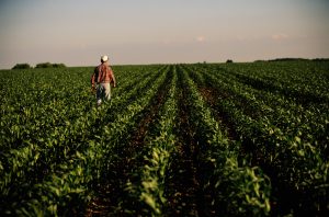 Rural America is suffering an economic crisis as crop prices plunge — ‘U.S. soybean farmers cannot survive a prolonged trade dispute’