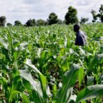 Ebonyi LG chairman considers resigning as warlords behead man on his farm