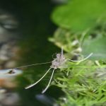 A robot walks on water thanks to evolution’s solution