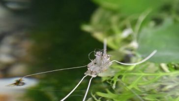 A robot walks on water thanks to evolution’s solution