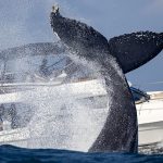 What’s behind the mysterious surge in Orca attacks on boats?