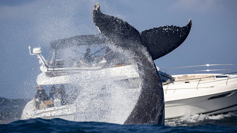 What’s behind the mysterious surge in Orca attacks on boats?