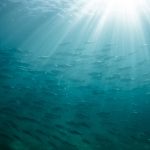 Thai Union to ramp up overseas production in response to US tariffs