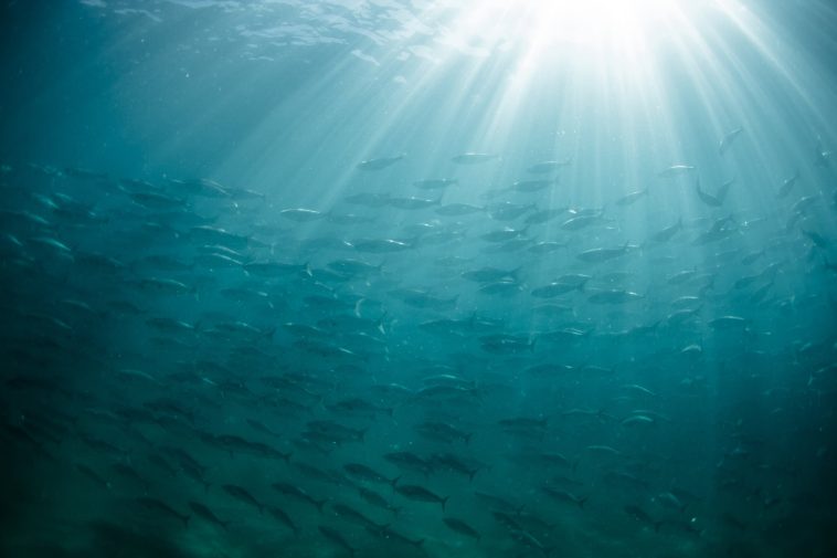 Thai Union to ramp up overseas production in response to US tariffs