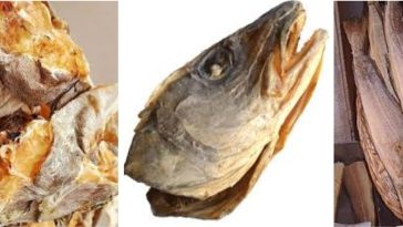 Why The IGBO Don’t Joke With Stockfish