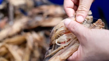 Taiwan entrepreneur revives banana plant as sustainable textile source